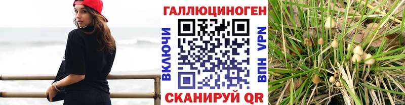 Псилоцибиновые грибы Cubensis  Пенза 